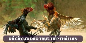 Đá Gà Cựa Dao Trực Tiếp Thái Lan - Trải Nghiệm Khó Quên