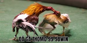 Đá Gà Thomo 999 98WIN Nơi Hội Tụ Những Trận Đấu Xuất Sắc